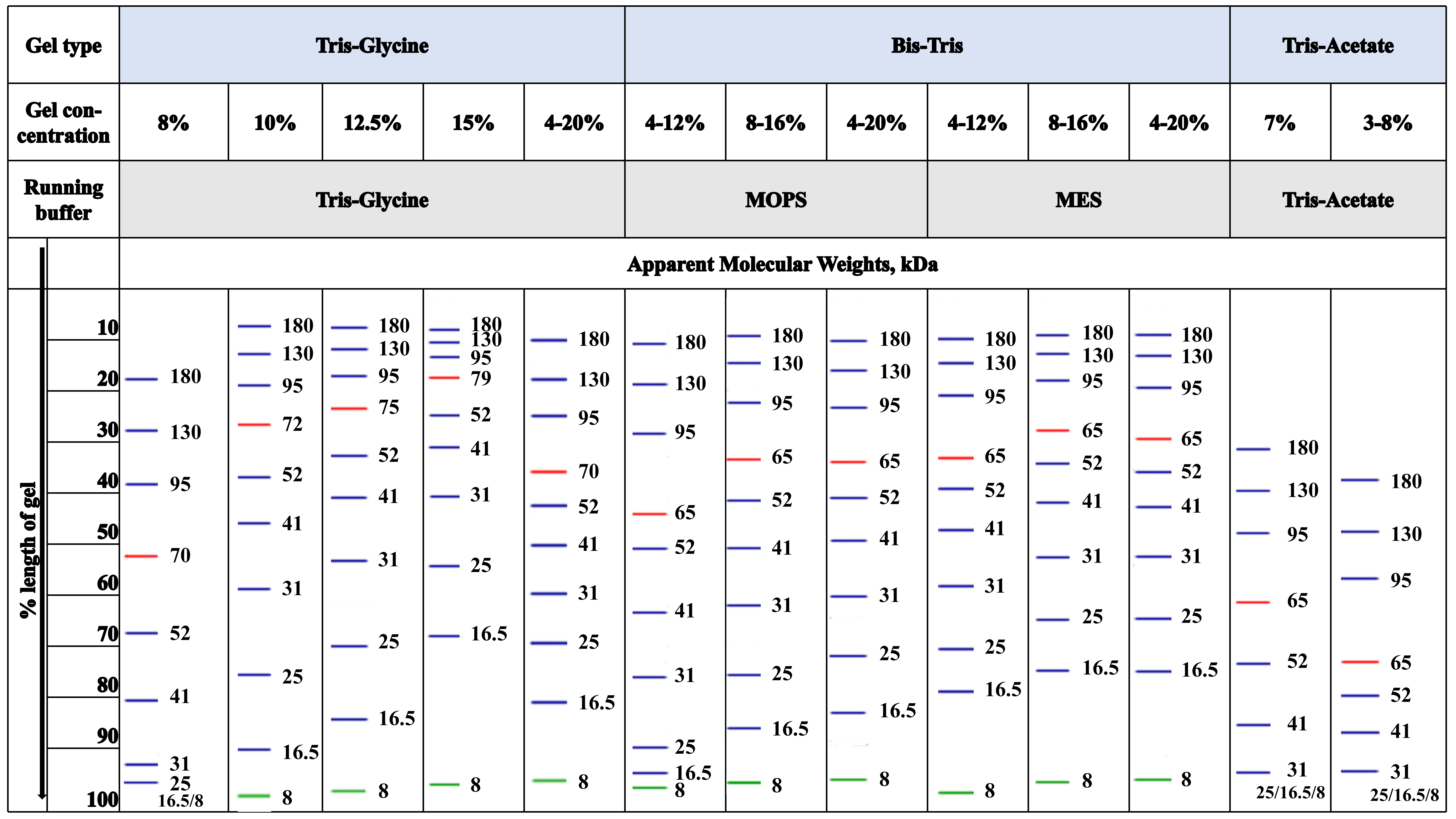 蛋白Marker迁移模式