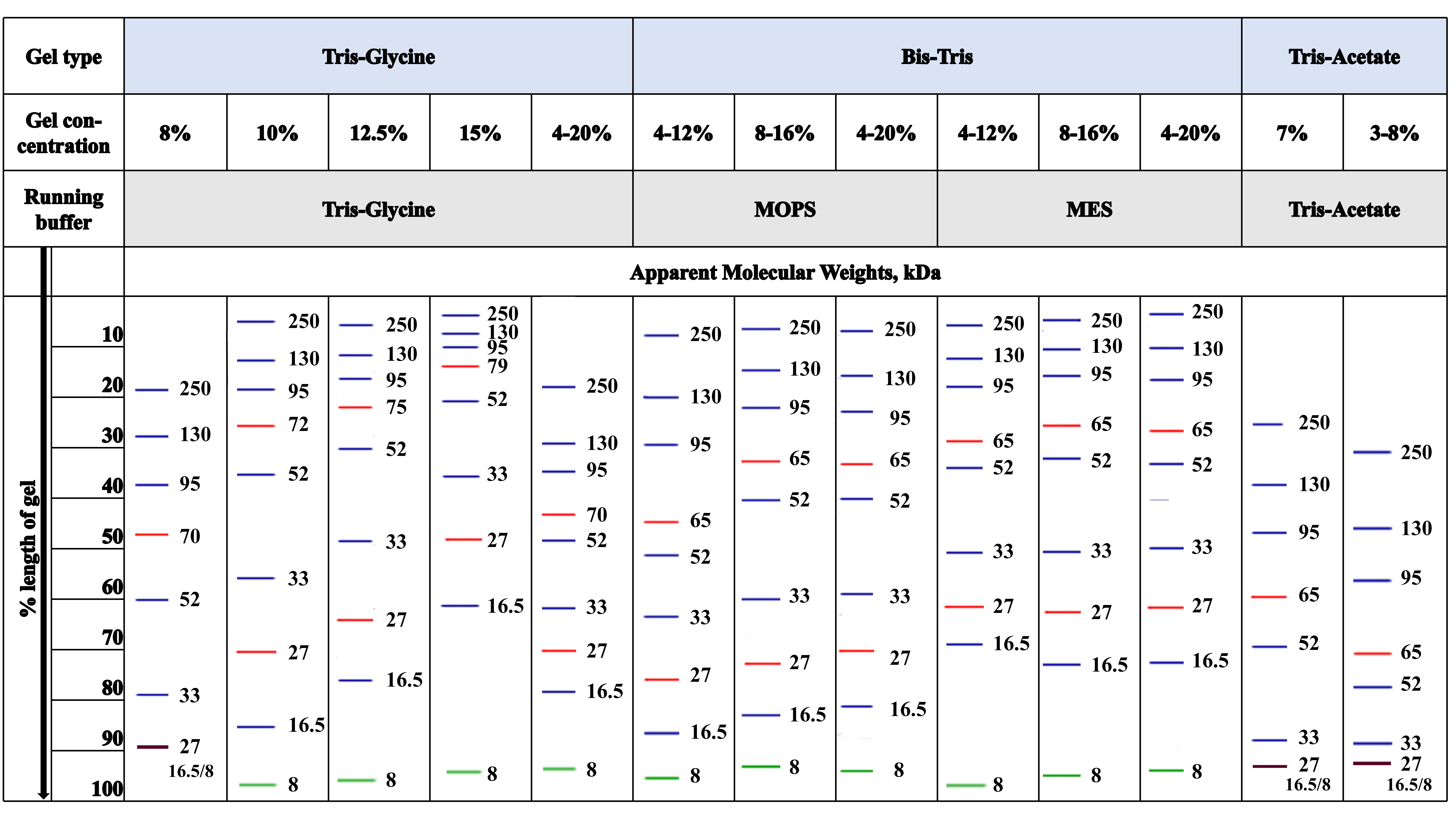 蛋白Marker迁移模式