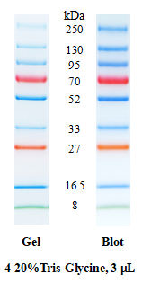 SDS-PAGE条带图谱