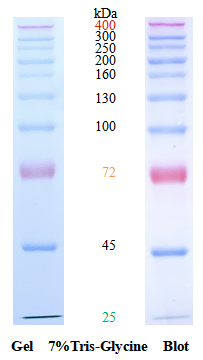 SDS-PAGE条带图谱