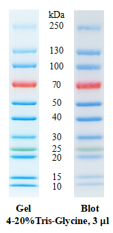 SDS-PAGE条带图谱