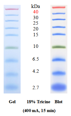 低范围蛋白分子量标准的SDS-PAGE条带图谱