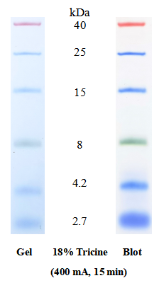 低范围蛋白分子量标准的SDS-PAGE条带图谱