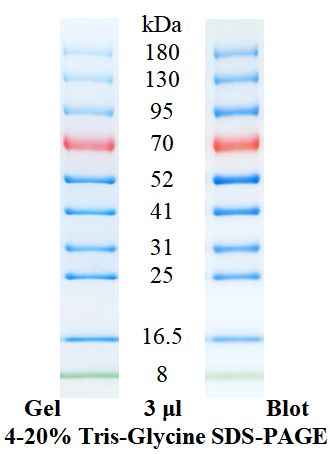SDS-PAGE条带图谱