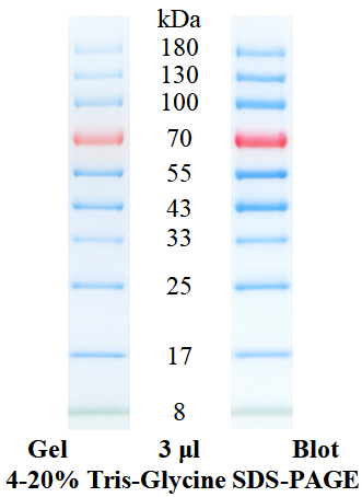 SDS-PAGE条带图谱
