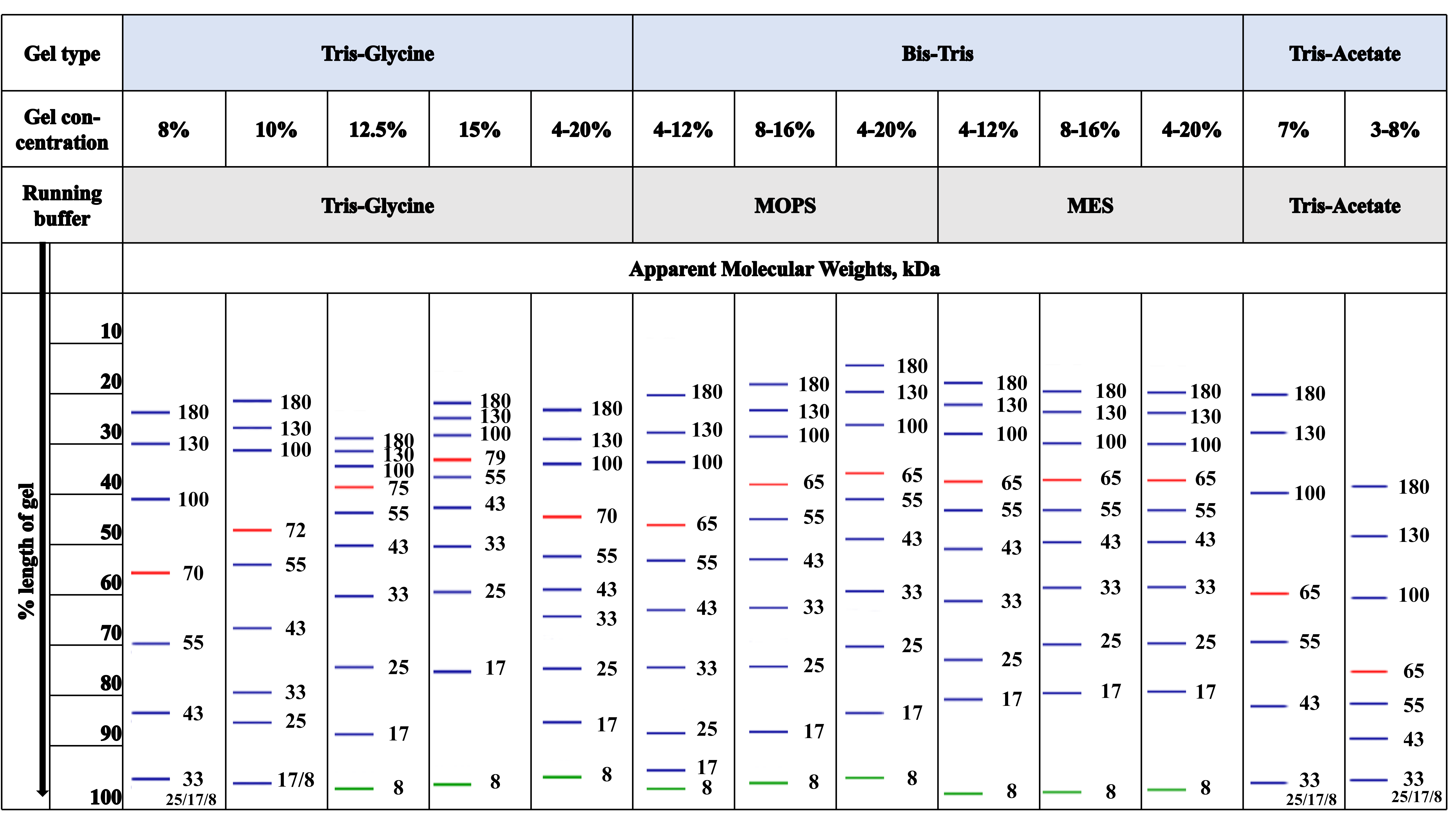蛋白Marker迁移模式