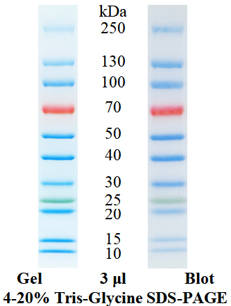 SDS-PAGE条带图谱