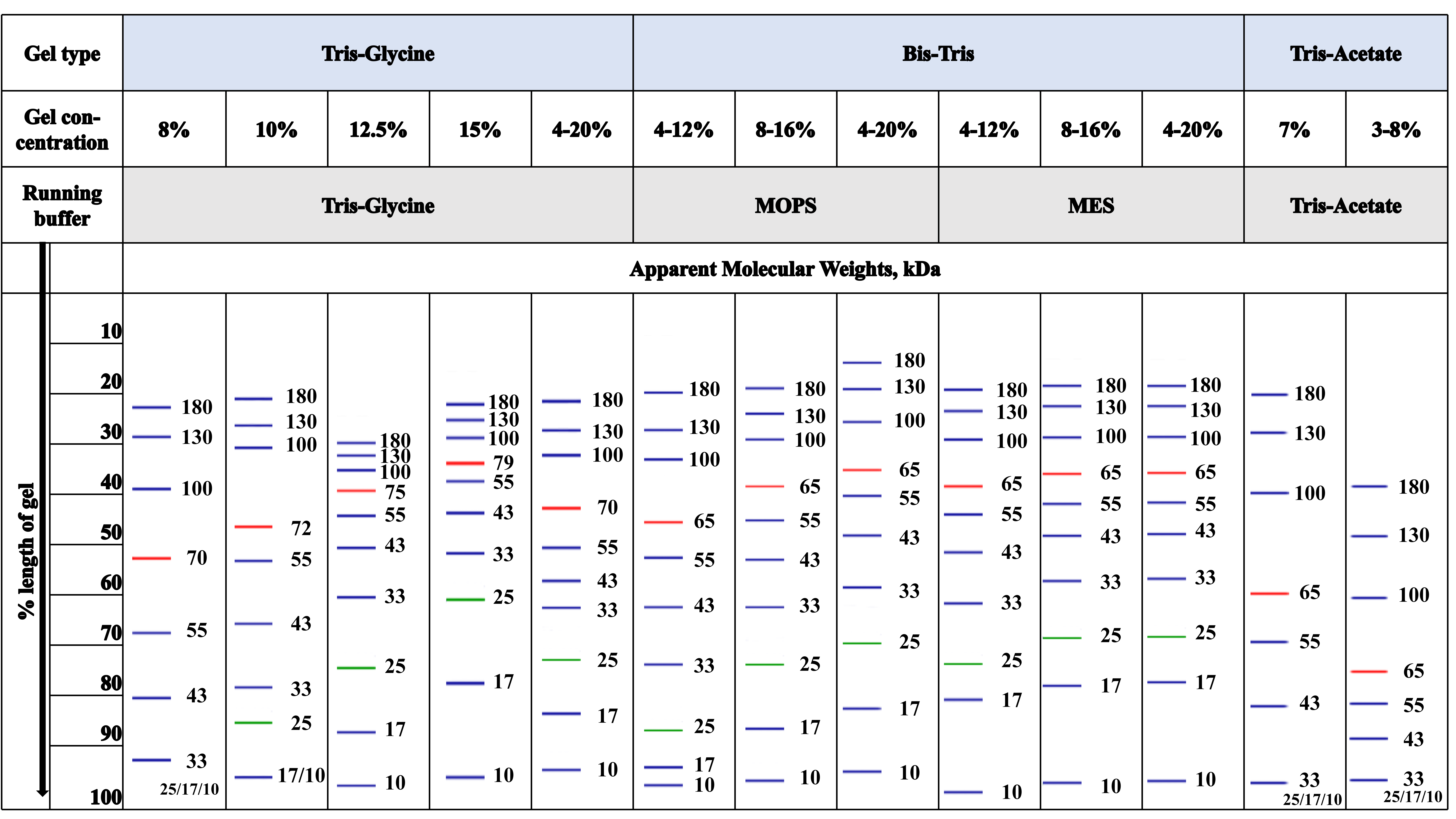 蛋白Marker迁移模式
